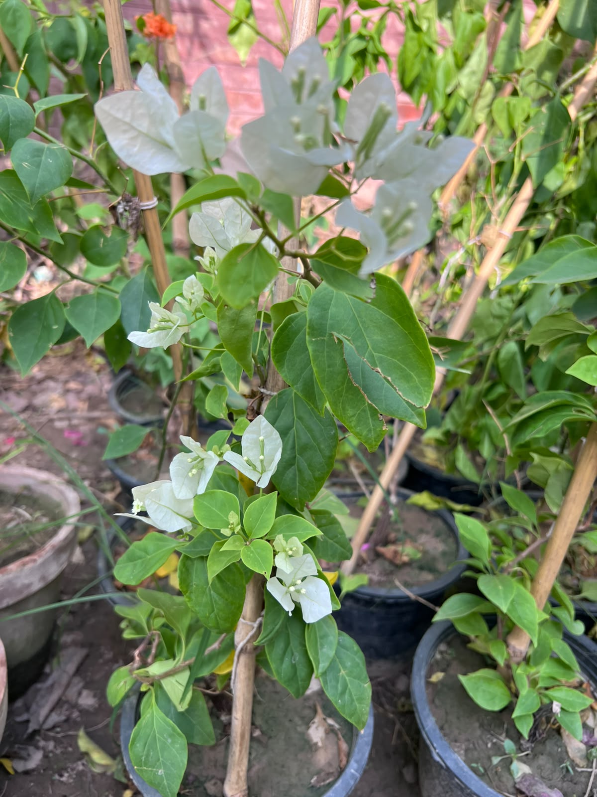Bougainvillea
