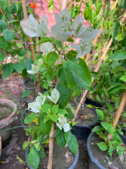 Bougainvillea
