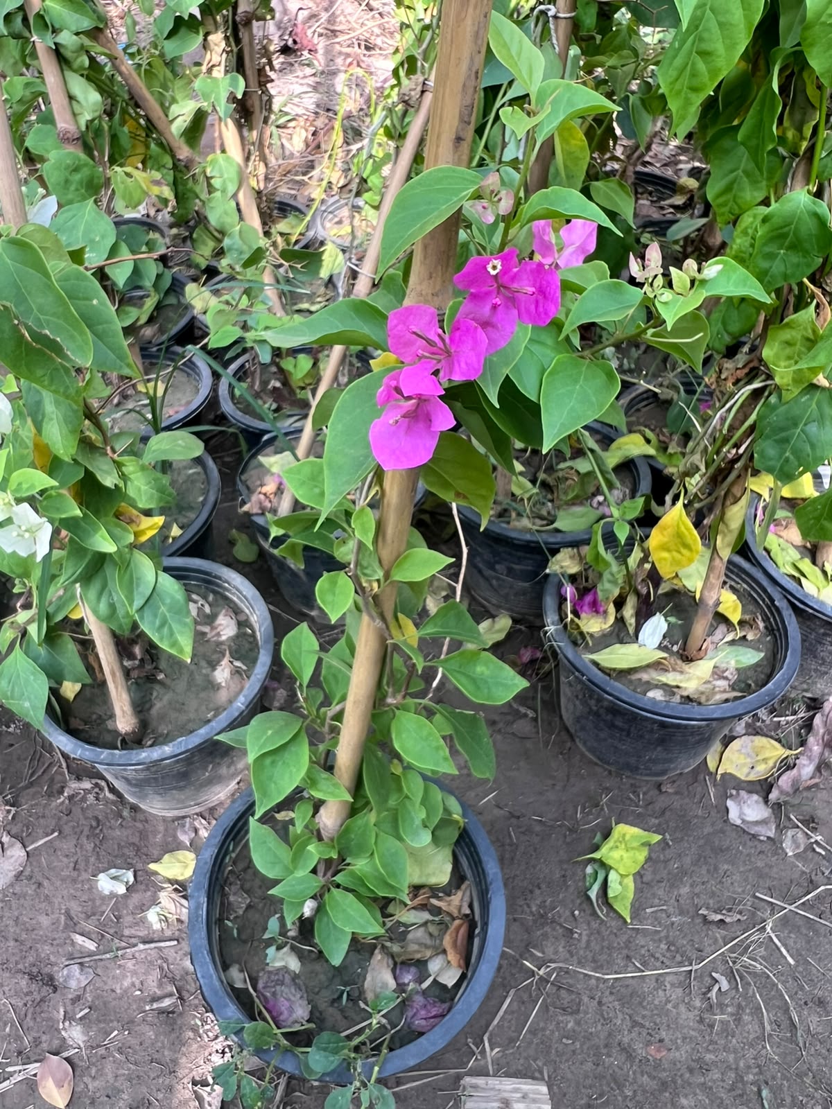 Bougainvillea
