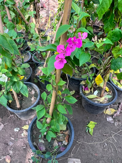 Bougainvillea