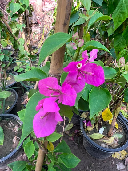 Bougainvillea