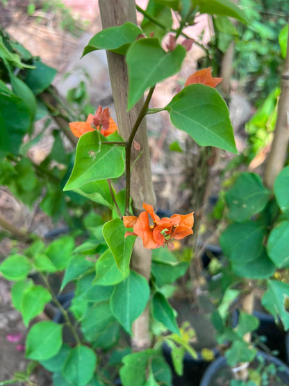Bougainvillea