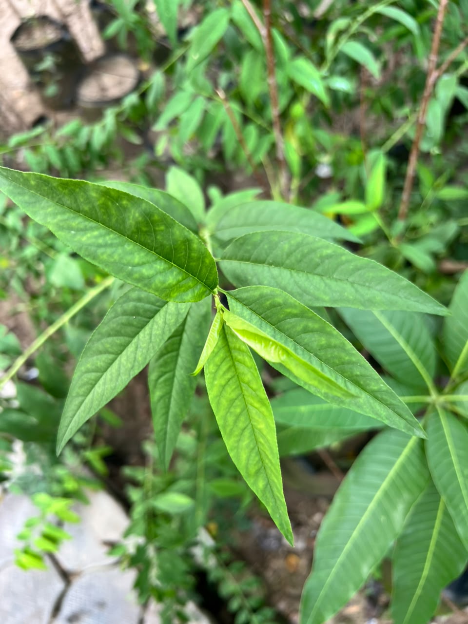 Aroo Plant - Peach Tree (Prunus persica)