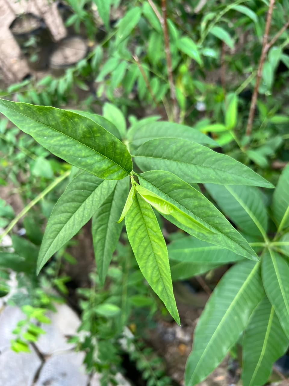 Aroo Plant - Peach Tree (Prunus persica)