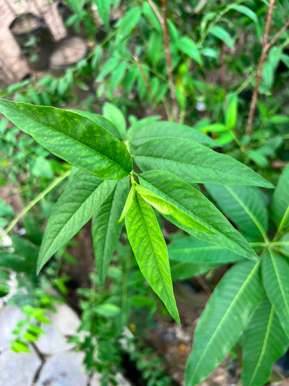 Aroo Plant - Peach Tree (Prunus persica)