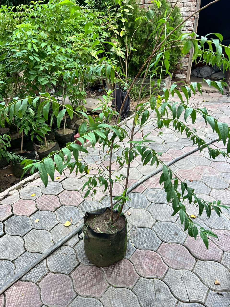 Aroo Plant - Peach Tree (Prunus persica)