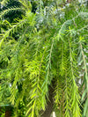 Bottle Brush Plant - Bottlebrush Tree (Callistemon citrinus)