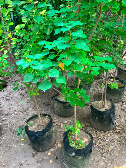 Sapium Plant - Chinese Tallow Tree