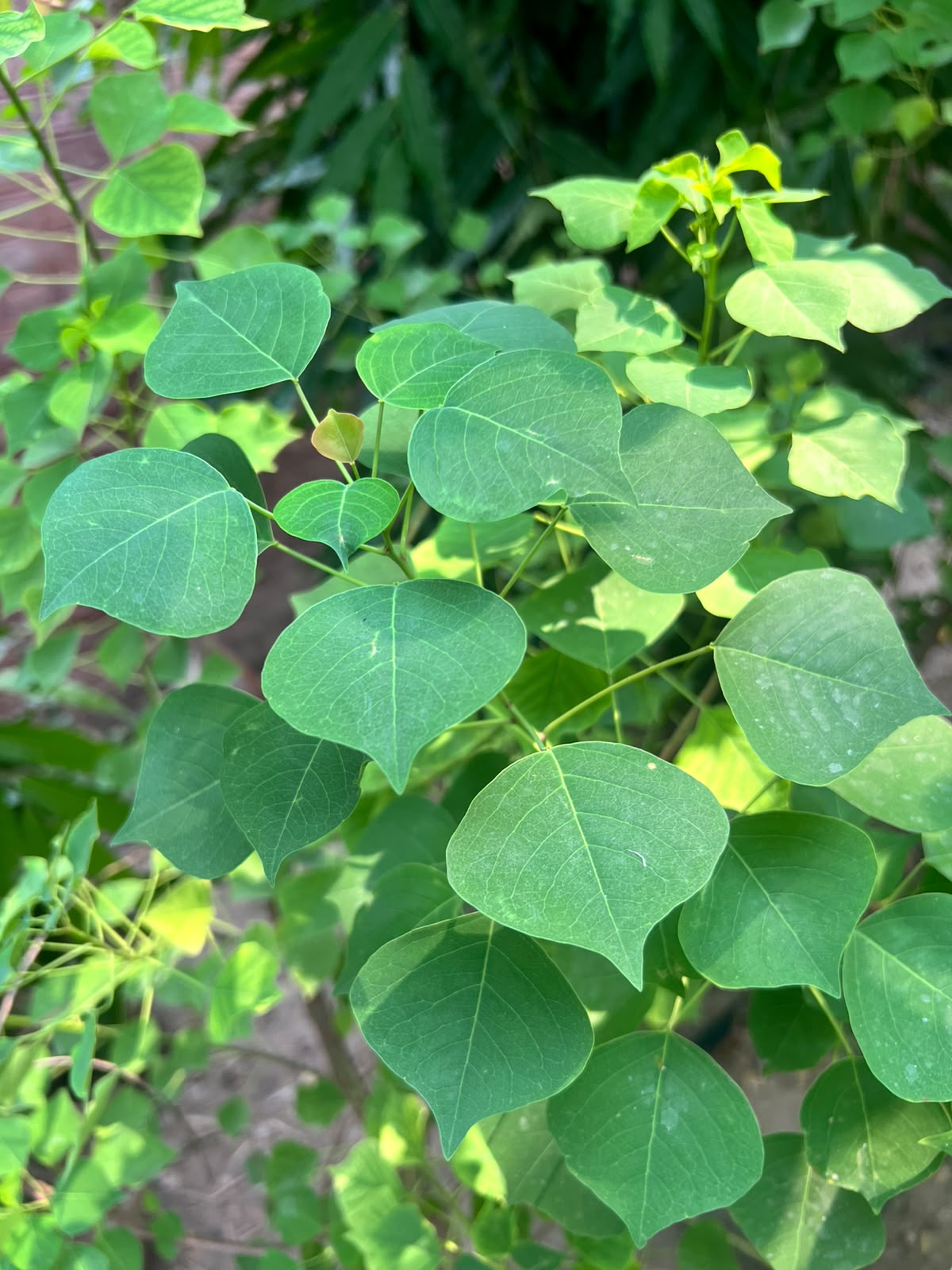 Sapium Plant - Chinese Tallow Tree