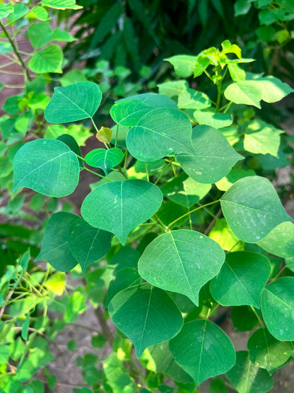 Sapium Plant - Chinese Tallow Tree