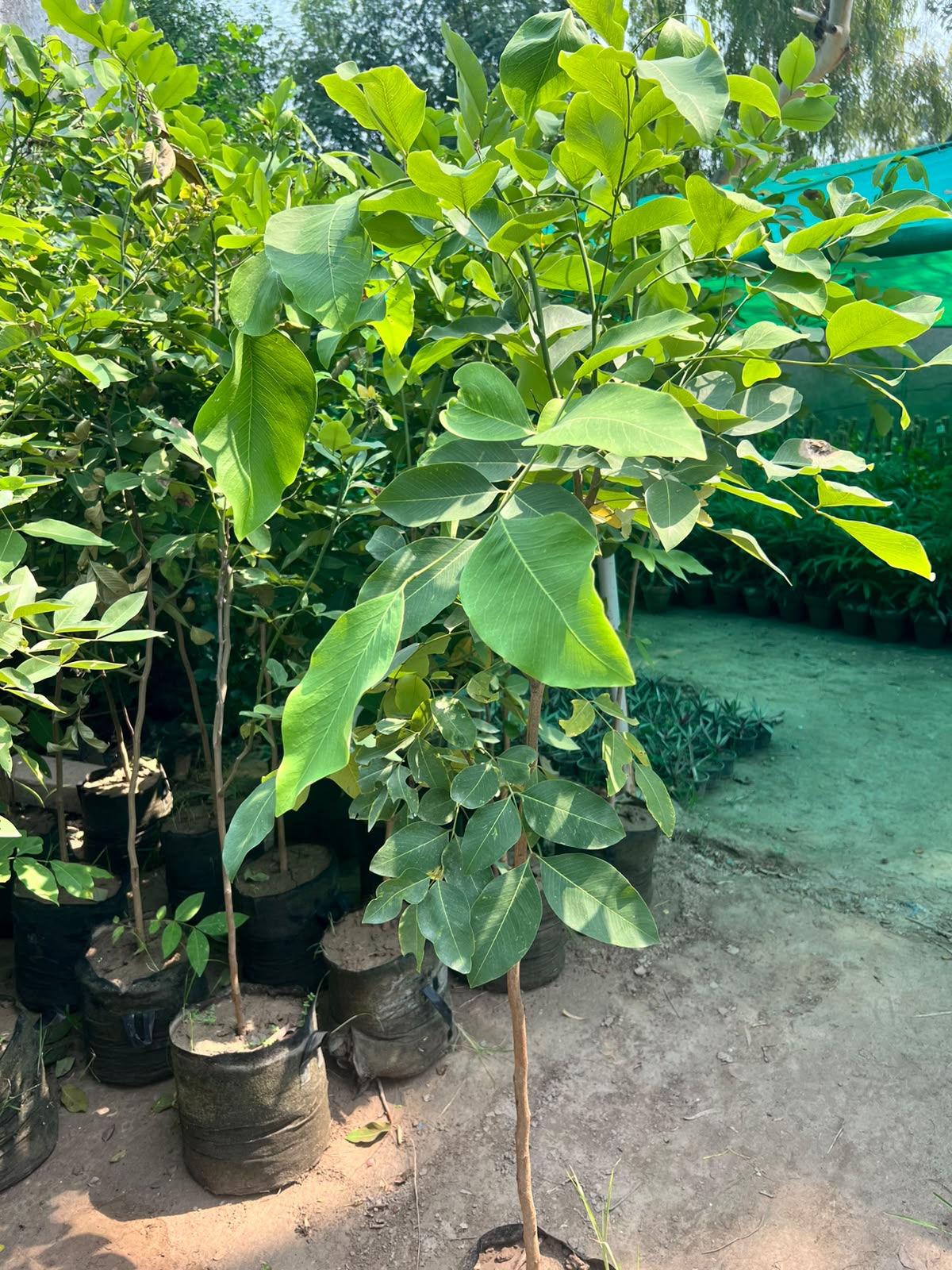 Amaltas Plant - Golden Shower Tree (Cassia fistula)