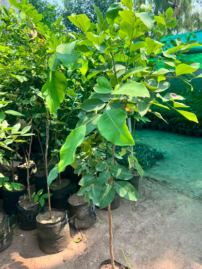 Amaltas Plant - Golden Shower Tree (Cassia fistula)