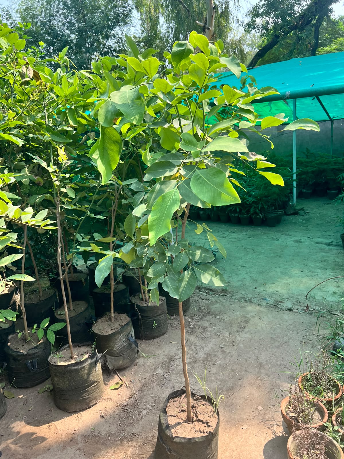 Amaltas Plant - Golden Shower Tree (Cassia fistula)