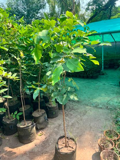 Amaltas Plant - Golden Shower Tree (Cassia fistula)