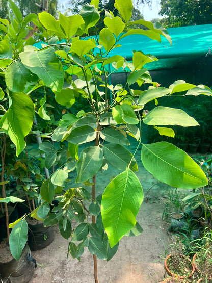 Amaltas Plant - Golden Shower Tree (Cassia fistula)