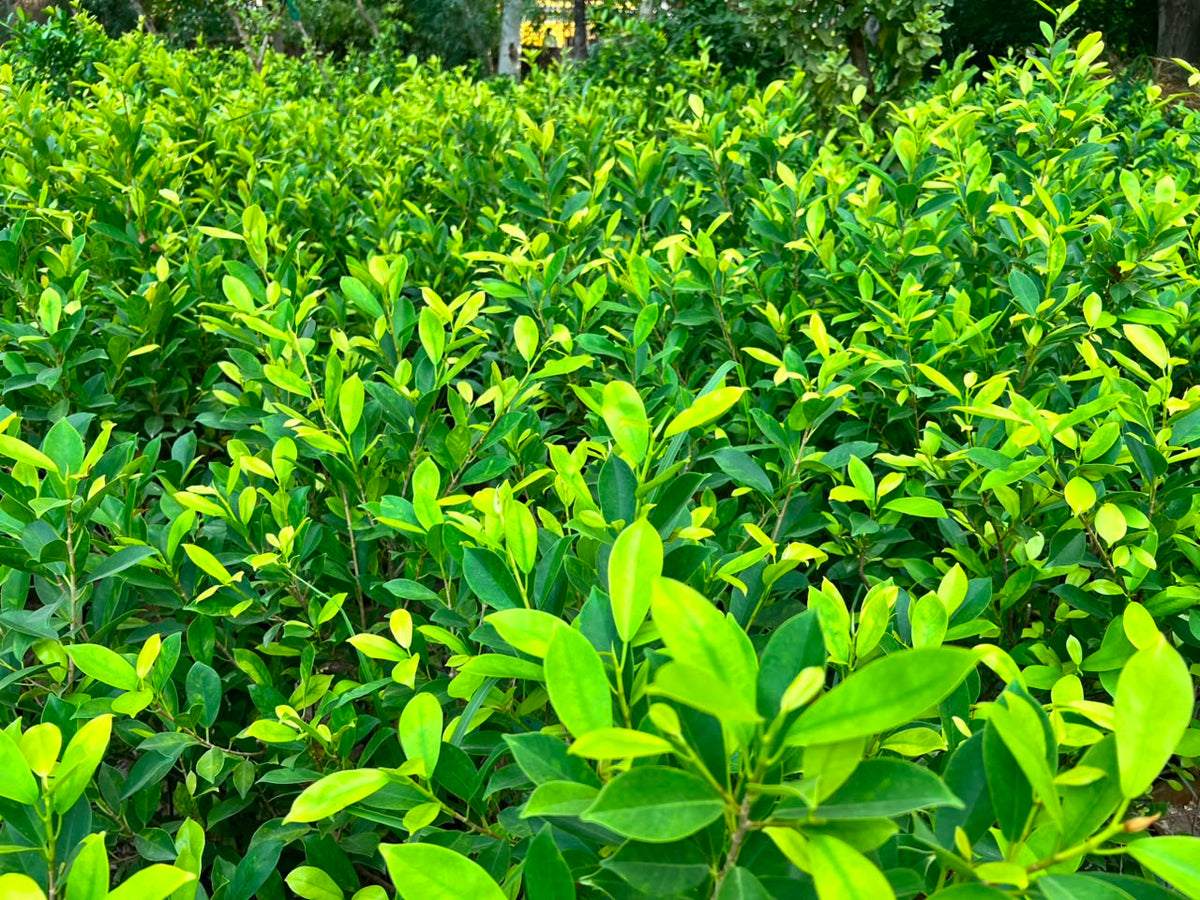 Green Gold Ficus