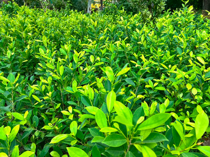 Green Gold Ficus
