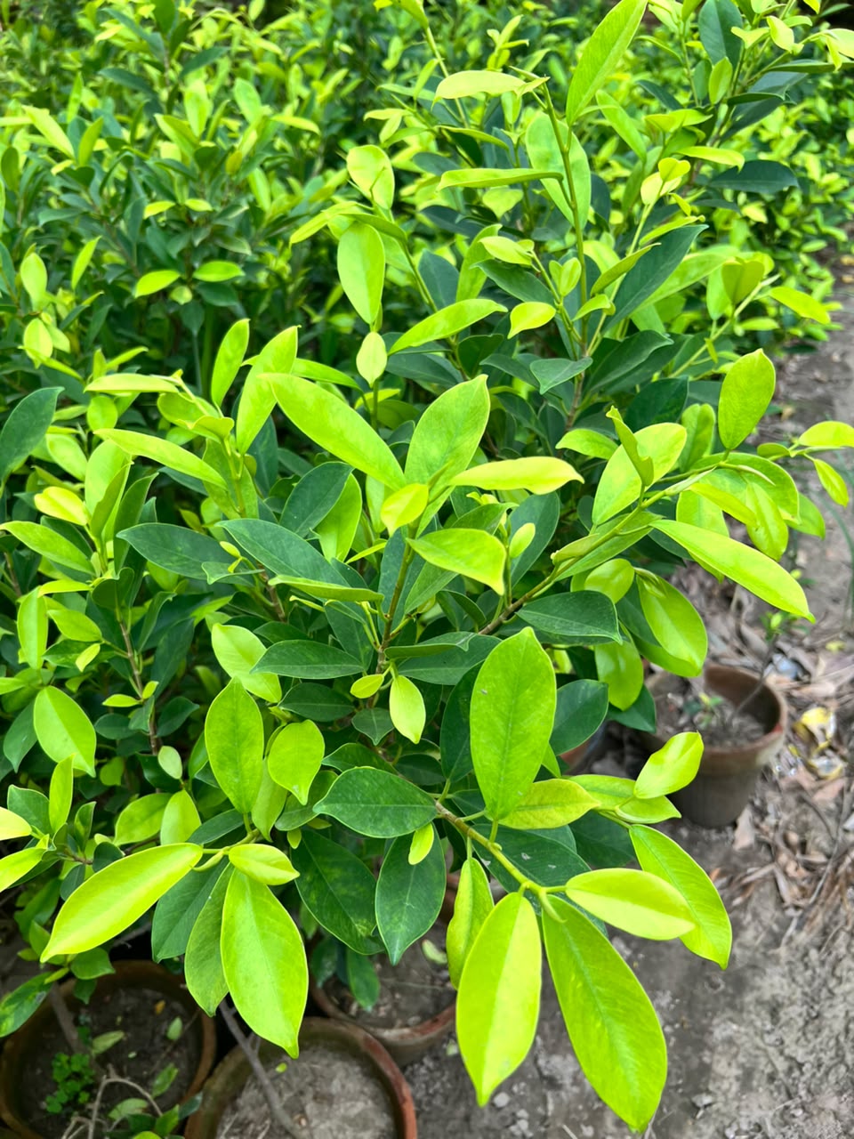 Green Gold Ficus