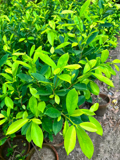 Green Gold Ficus