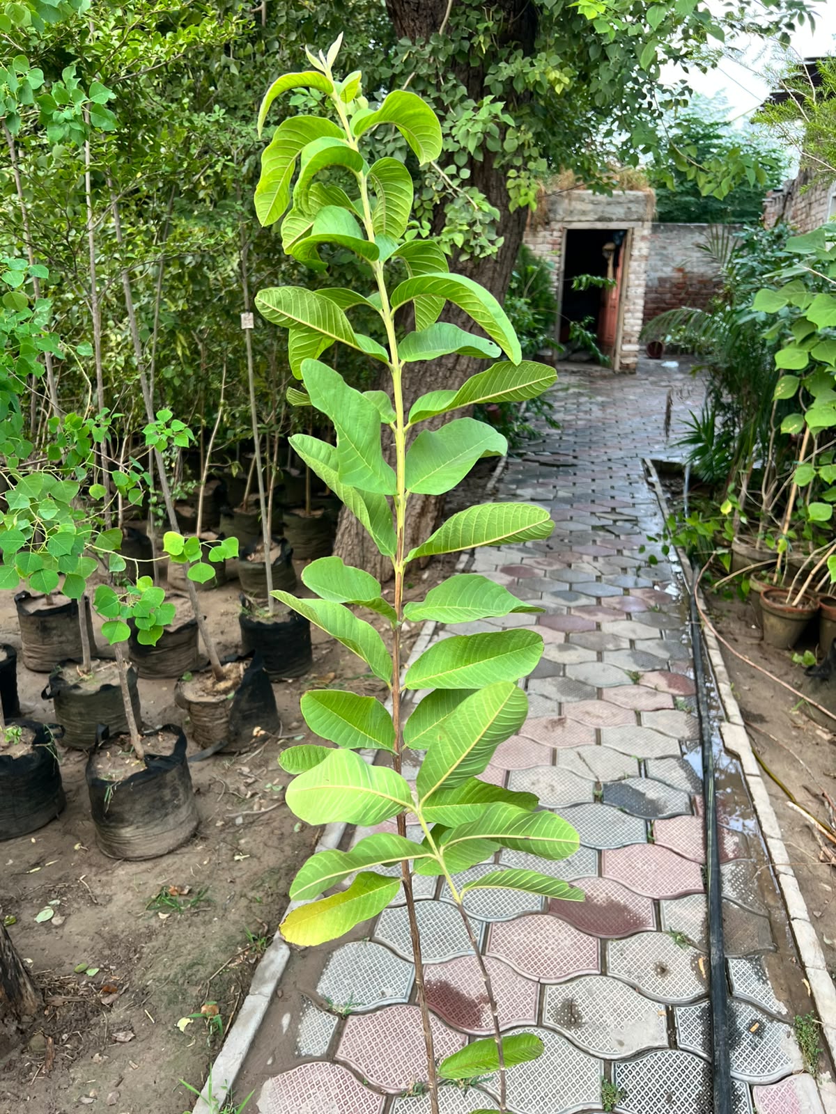 Amrood Plant - Guava Tree (Psidium guajava)