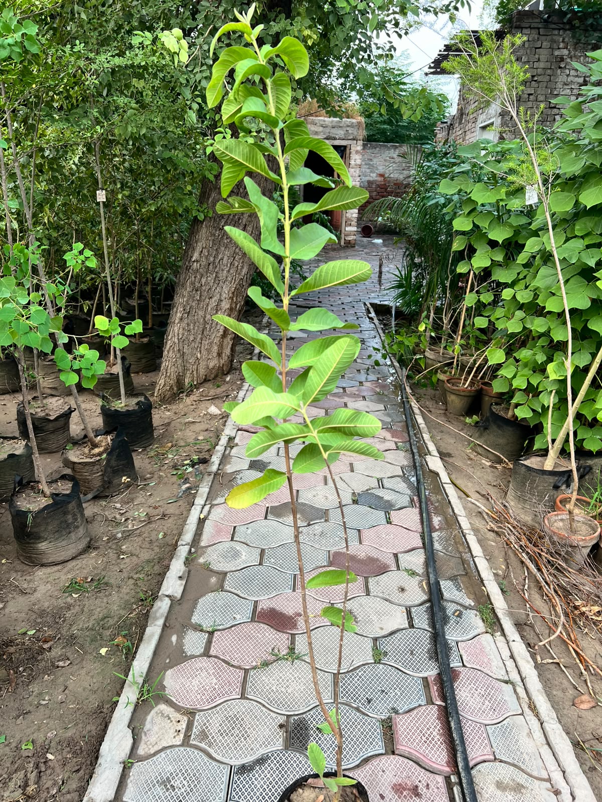 Amrood Plant - Guava Tree (Psidium guajava)