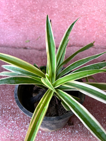 Spider Plant (Variegated Chlorophytum)