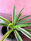 Spider Plant (Variegated Chlorophytum)