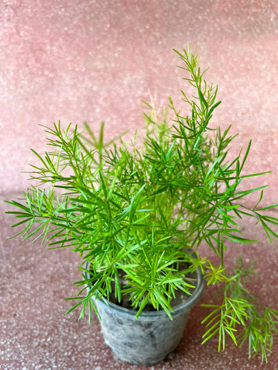 Aspera Grass Plant (Asparagus Fern)