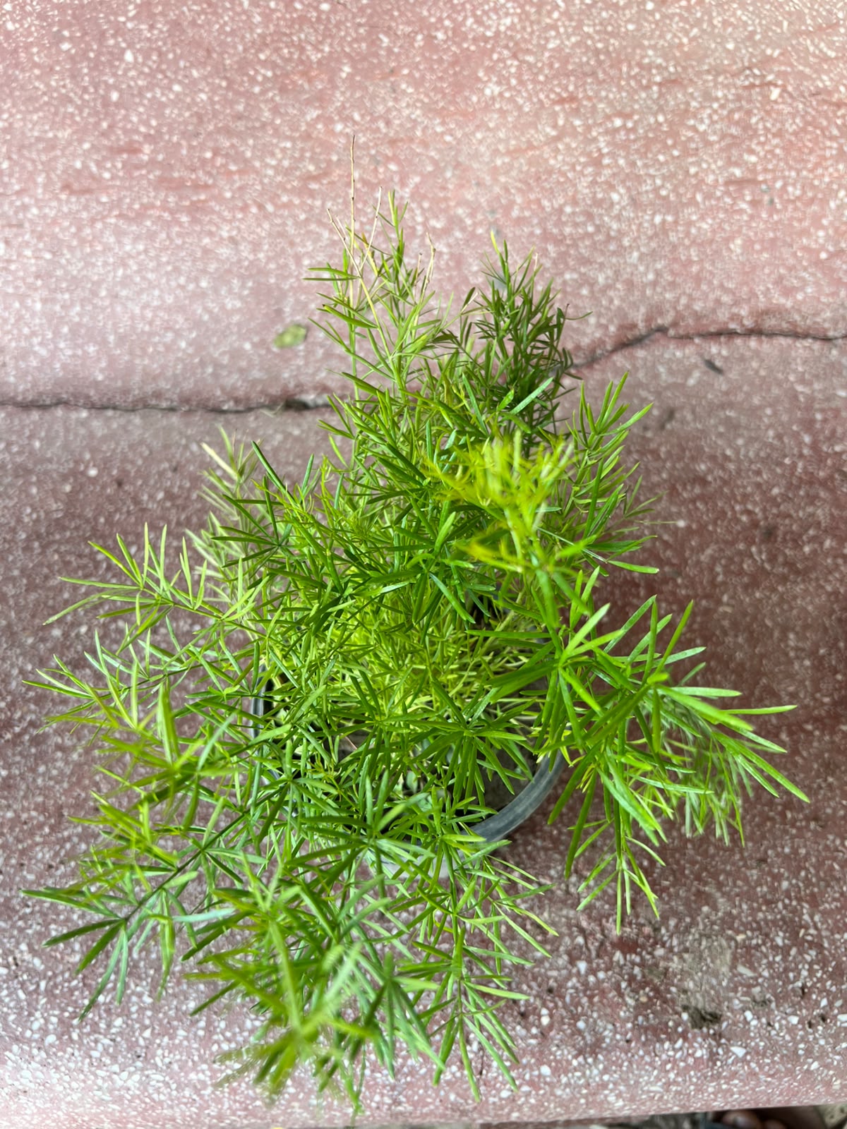 Aspera Grass Plant (Asparagus Fern)
