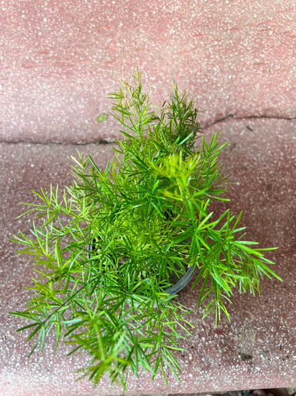 Aspera Grass Plant (Asparagus Fern)
