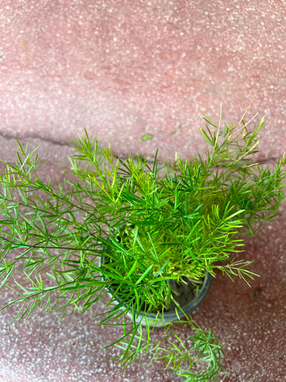 Aspera Grass Plant (Asparagus Fern)