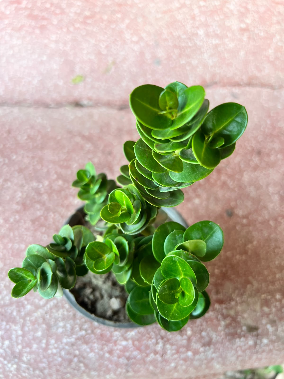 Karonda Plant (Dwarf Natal Plum)