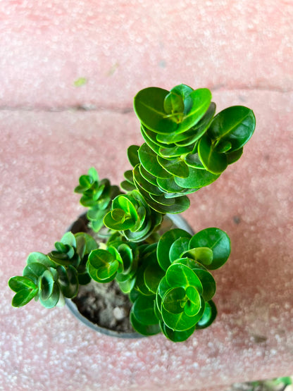 Karonda Plant (Dwarf Natal Plum)