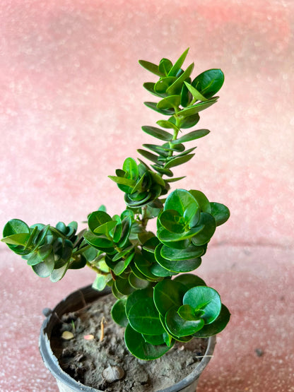 Karonda Plant (Dwarf Natal Plum)