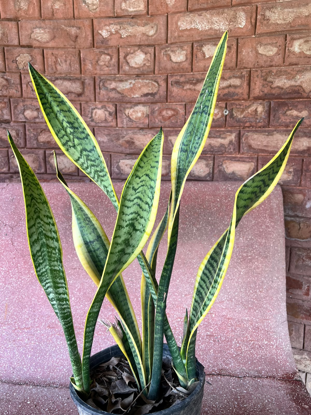 Snake Plant (Sansevieria Houseplant)