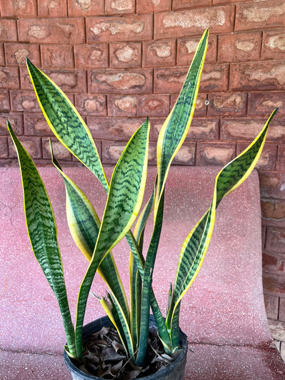 Snake Plant (Sansevieria Houseplant)