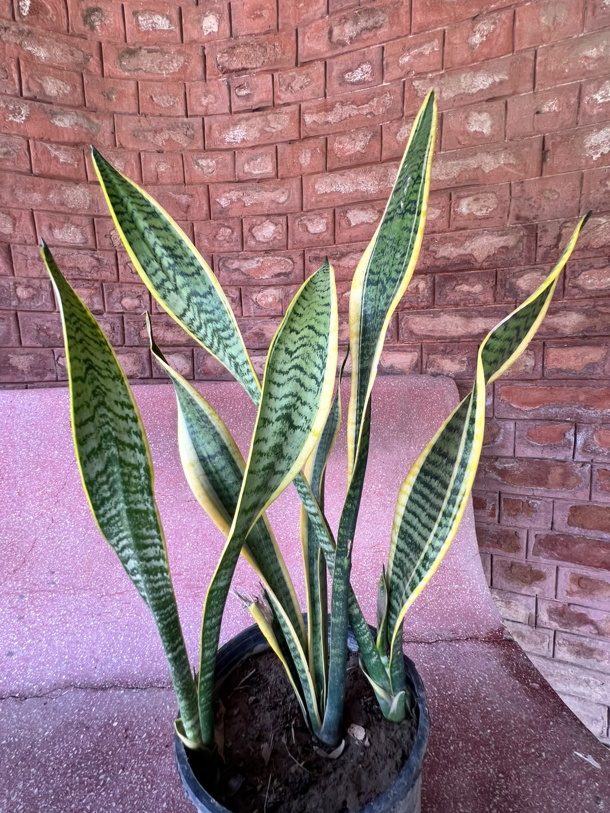 Snake Plant (Sansevieria Houseplant)