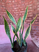 Snake Plant (Sansevieria Houseplant)