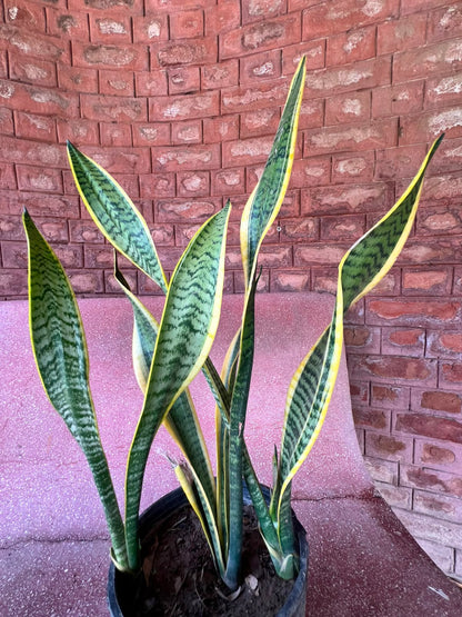 Snake Plant (Sansevieria Houseplant)