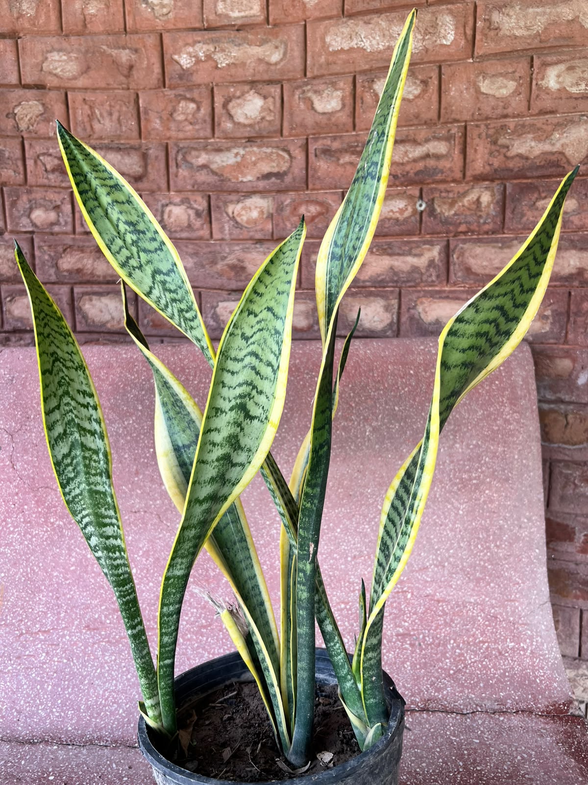 Snake Plant (Sansevieria Houseplant)