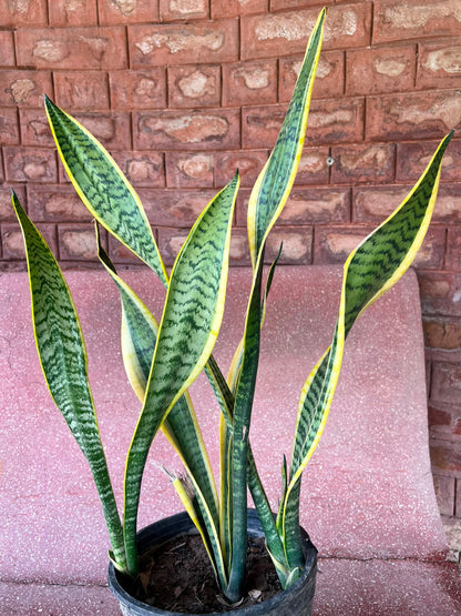 Snake Plant (Sansevieria Houseplant)