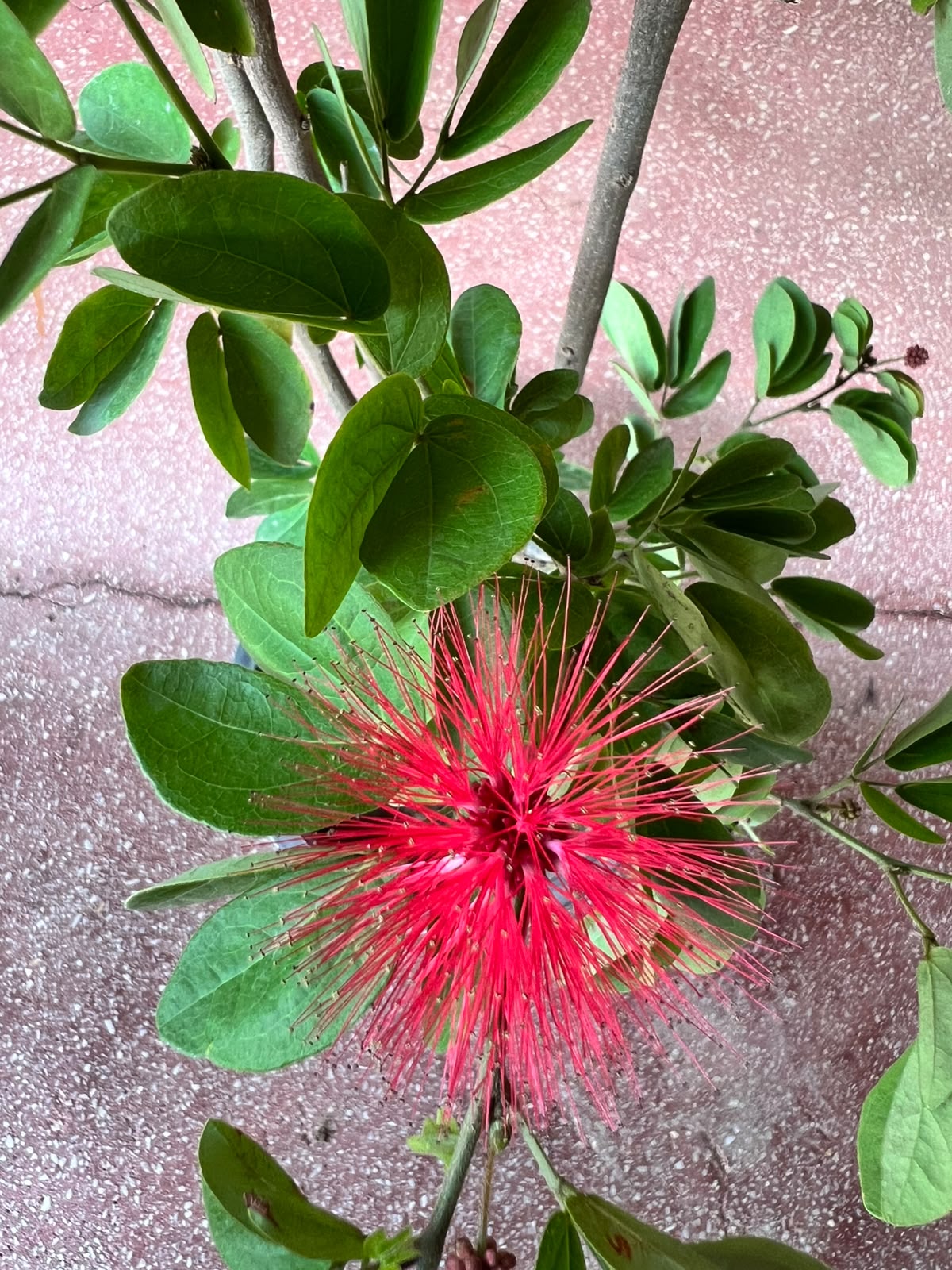 Calliandra Plant (Pink Powderpuff Shrub)