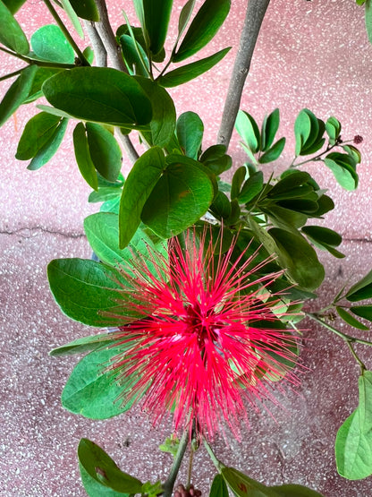Calliandra Plant (Pink Powderpuff Shrub)