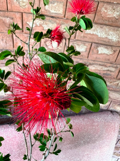 Calliandra Plant (Pink Powderpuff Shrub)