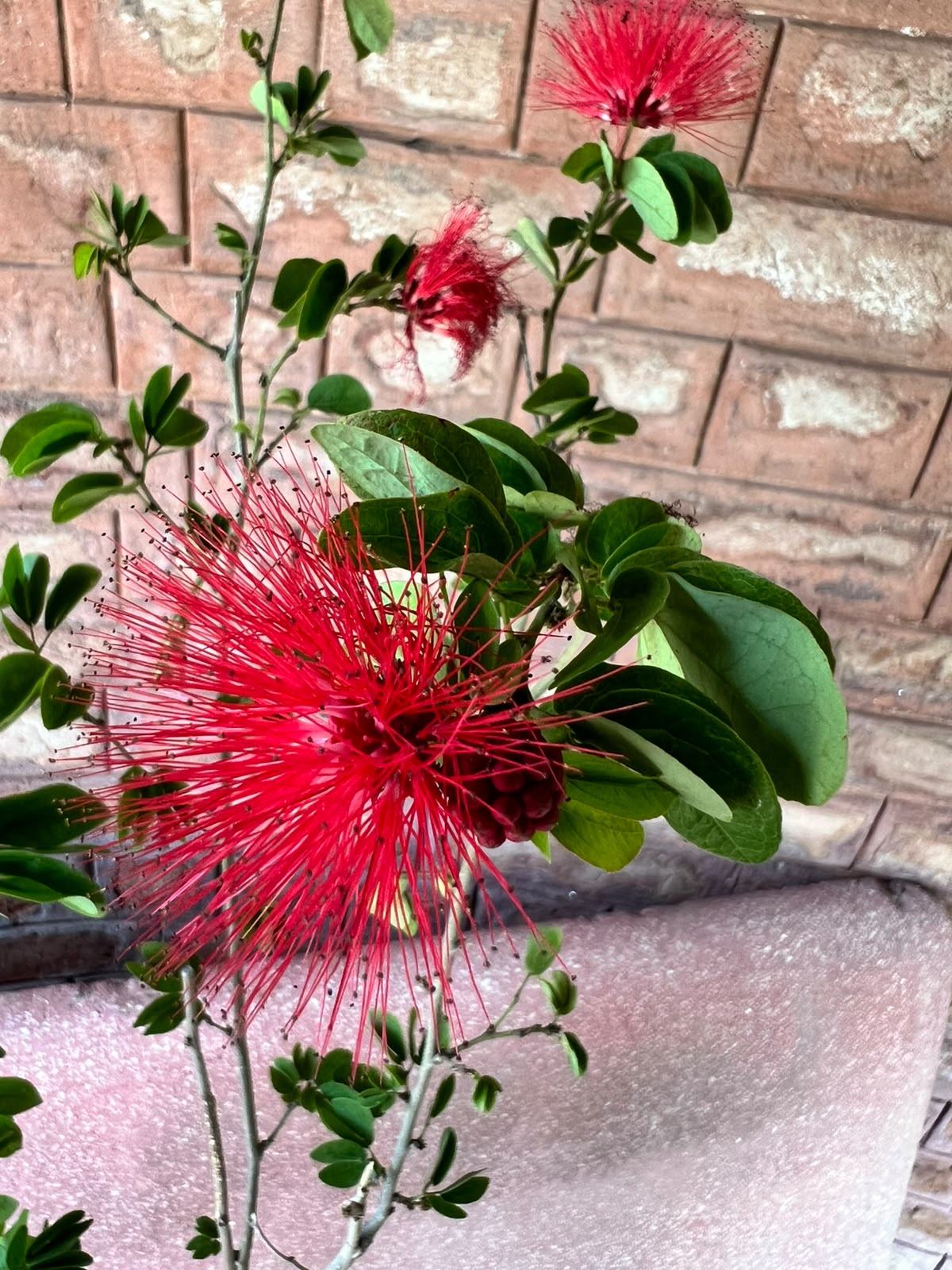 Calliandra Plant (Pink Powderpuff Shrub)