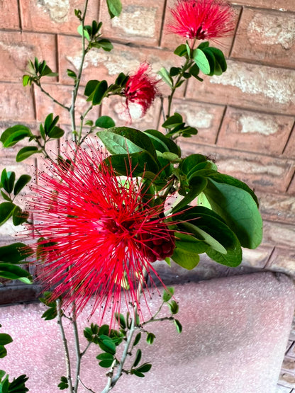 Calliandra Plant (Pink Powderpuff Shrub)