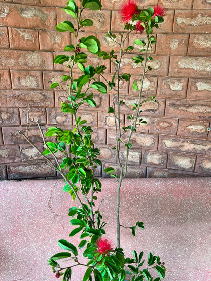 Calliandra Plant (Pink Powderpuff Shrub)
