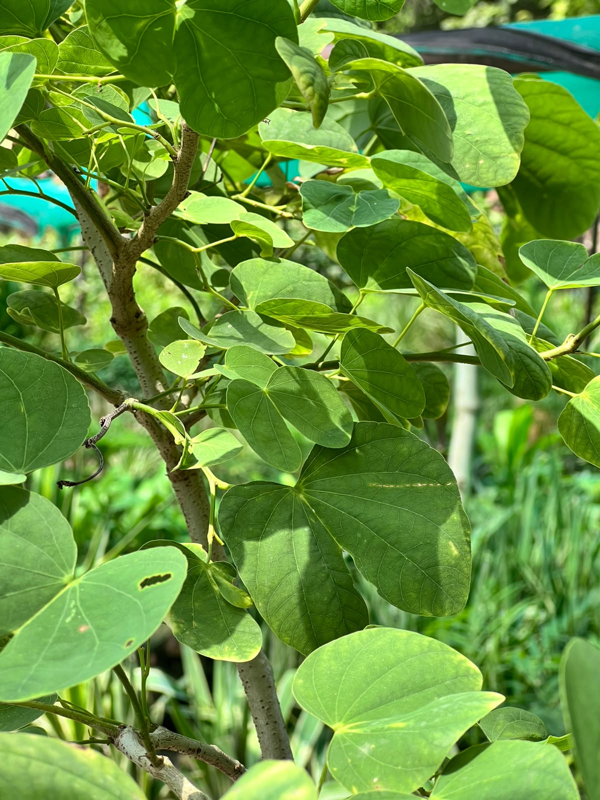 Kachnar Tree (Orchid Tree), photo 3