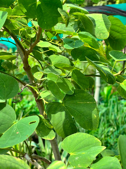 Kachnar Tree (Orchid Tree), photo 3