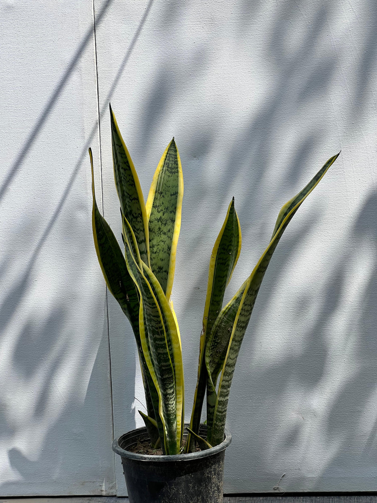 Snake Plant (Sansevieria Houseplant)